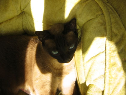 Jasmine sits on the green chair